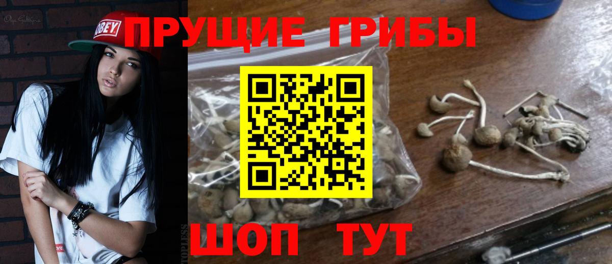 Коркино  Галлюциногенные грибы Psilocybine cubensis  Вход с VPN 
